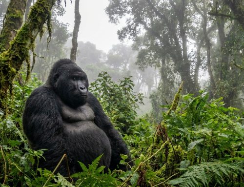 Uganda